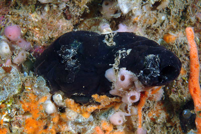 Phallusia fumigata